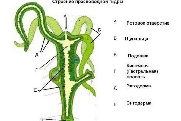 Купить бошки